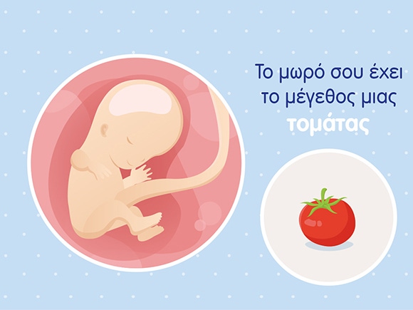 Γραφικό ενός εμβρύου σε μέγεθος τομάτας και του ομφάλιου λώρου σε μία στρογγυλή μήτρα. 