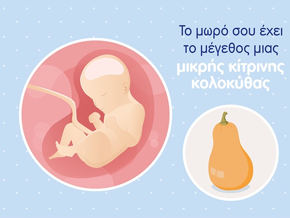 Γραφικό ενός εμβρύου σε μέγεθος μικρής κίτρινης κολοκύθας και του ομφάλιου λώρου σε μία στρογγυλή μήτρα. 