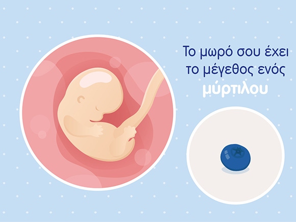 Γραφικό ενός εμβρύου στο μέγεθος ενός μύρτιλου και του ομφάλιου λώρου σε μία στρογγυλή μήτρα. 
