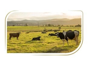 Πρώτες ύλες κορυφαίας ποιότητας, επιλεγμένες προσεκτικά