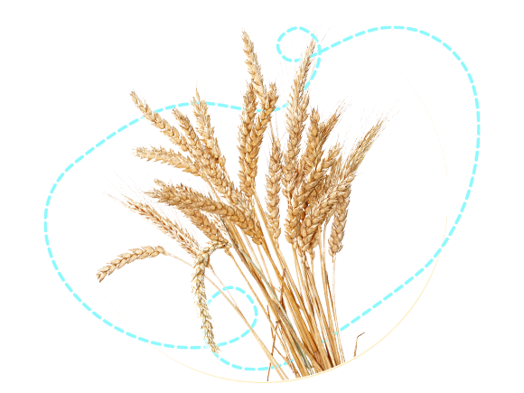 3_580x435_Wheat-vrefika-dhmhtriaka 3_580x435_Wheat-vrefika-dhmhtriaka