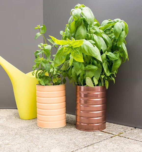 Δύο βαμμένες κονσέρβες σε ρόλο γλάστρας, φιλοξενούν από έναν βασιλικό και πίσω τους ένα κίτρινο ποτιστήρι. 