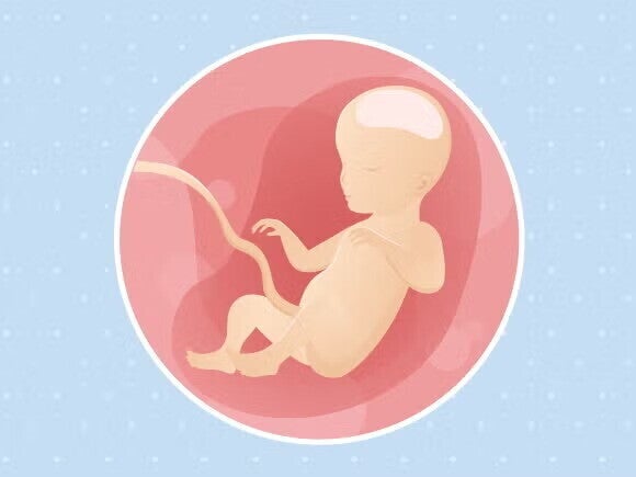 Γραφικό ενός εμβρύου και του ομφάλιου λώρου σε μία στρογγυλή μήτρα. Γραφικό ενός εμβρύου και του ομφάλιου λώρου σε μία στρογγυλή μήτρα.