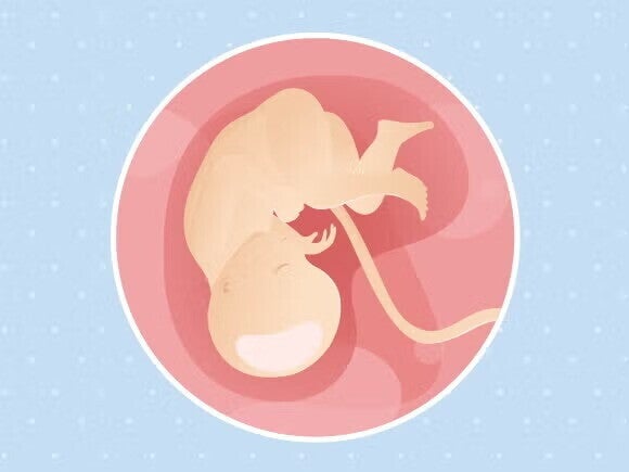 Γραφικό ενός εμβρύου και του ομφάλιου λώρου σε μία στρογγυλή μήτρα.  Γραφικό ενός εμβρύου και του ομφάλιου λώρου σε μία στρογγυλή μήτρα.