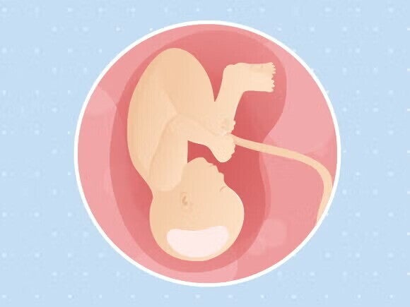 Γραφικό ενός εμβρύου που κάθεται ανάποδα και του ομφάλιου λώρου σε μία στρογγυλή μήτρα. Γραφικό ενός εμβρύου που κάθεται ανάποδα και του ομφάλιου λώρου σε μία στρογγυλή μήτρα.