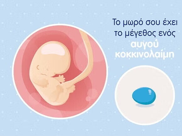 Γραφικό ενός εμβρύου σε μέγεθος αυγού κοκκινολαίμη και του ομφάλιου λώρου σε μία στρογγυλή μήτρα.  Γραφικό ενός εμβρύου σε μέγεθος αυγού κοκκινολαίμη και του ομφάλιου λώρου σε μία στρογγυλή μήτρα.